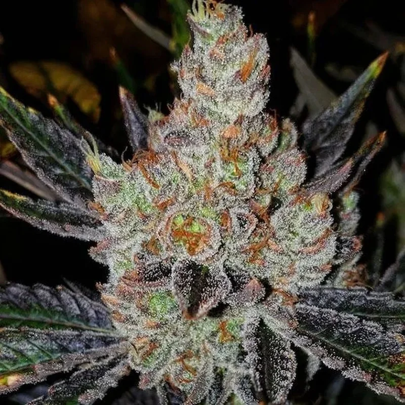 10th Planet R1 van ETHOS Genetics