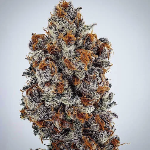 Banana Hammock RBX van ETHOS Genetics