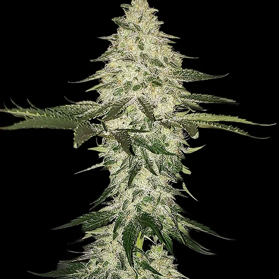 Planet Of The Grapes van ETHOS Genetics