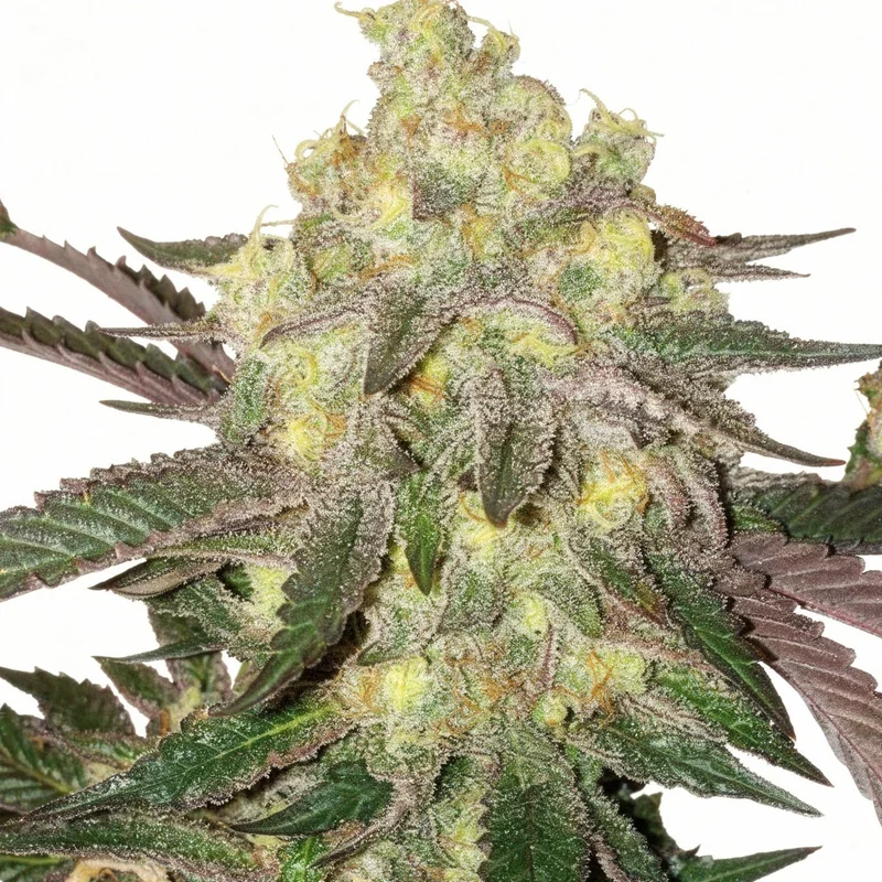 Candy Store RBX van ETHOS Genetics