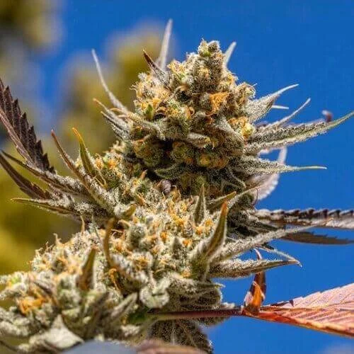 Lemon Berry Candy OG R2 van ETHOS Genetics