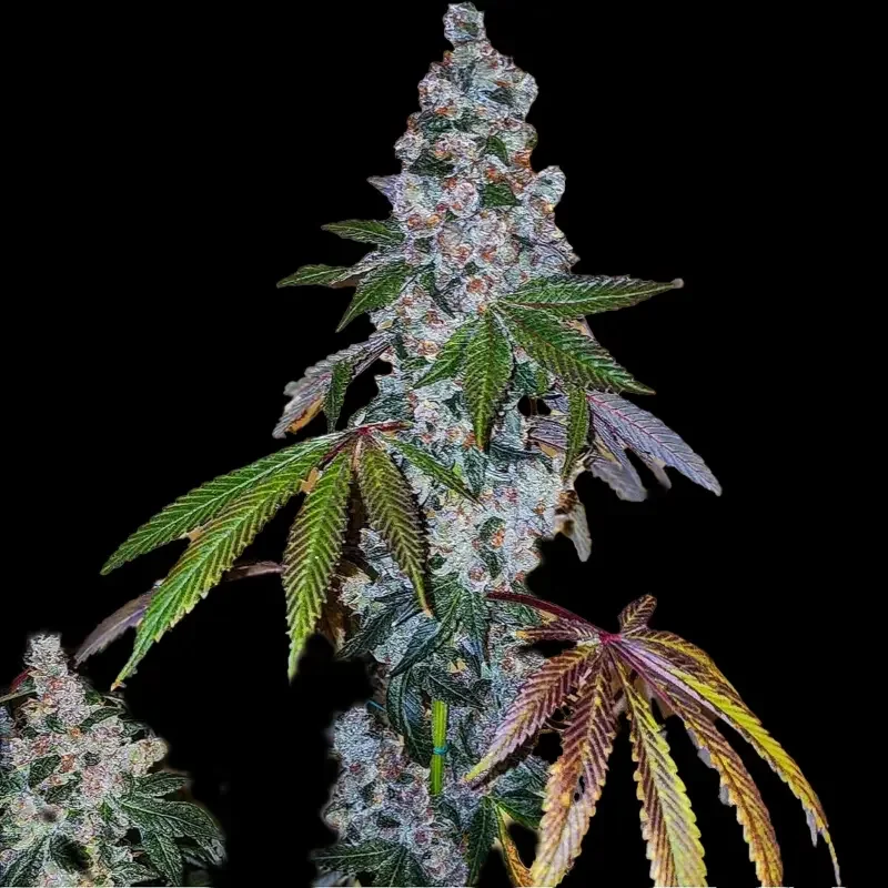 Cherry Pie OG S1 van ETHOS Genetics