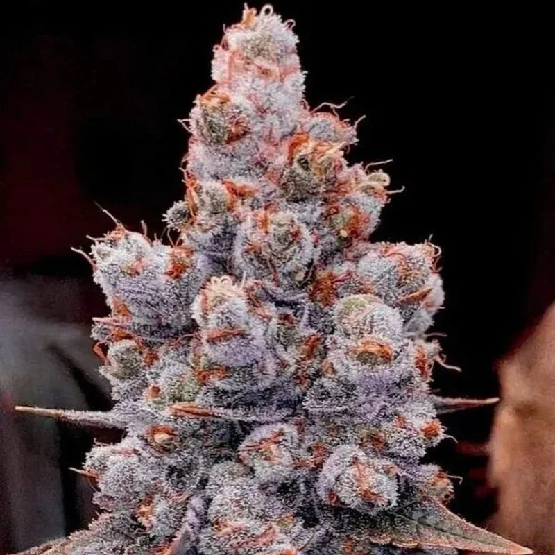 Banana Jealousy RF3 van ETHOS Genetics