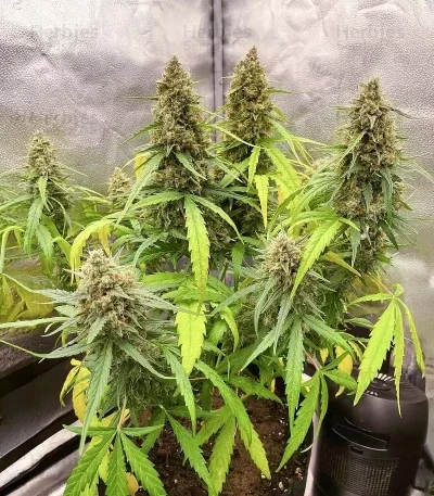 Lemon Cherry Gelato R3 van ETHOS Genetics