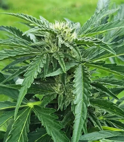 Lemon Cherry Gelato R3 van ETHOS Genetics