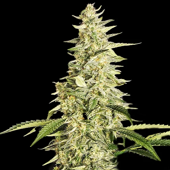 Inzane van ETHOS Genetics