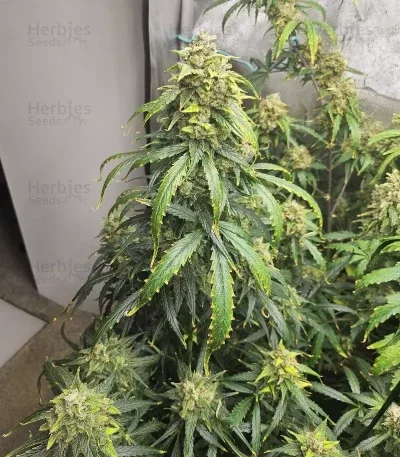 Pineapple Runtz van ETHOS Genetics