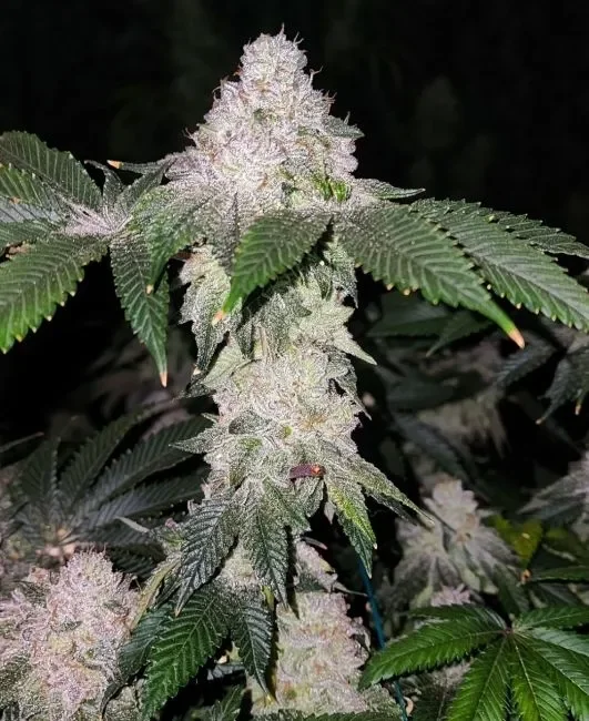 Wrank S1 van ETHOS Genetics