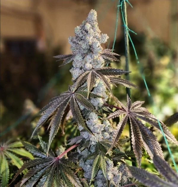 Gen 1 Duet Mix Pack Schnell van ETHOS Genetics