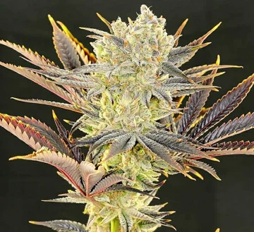 Citradelic Sunset van ETHOS Genetics