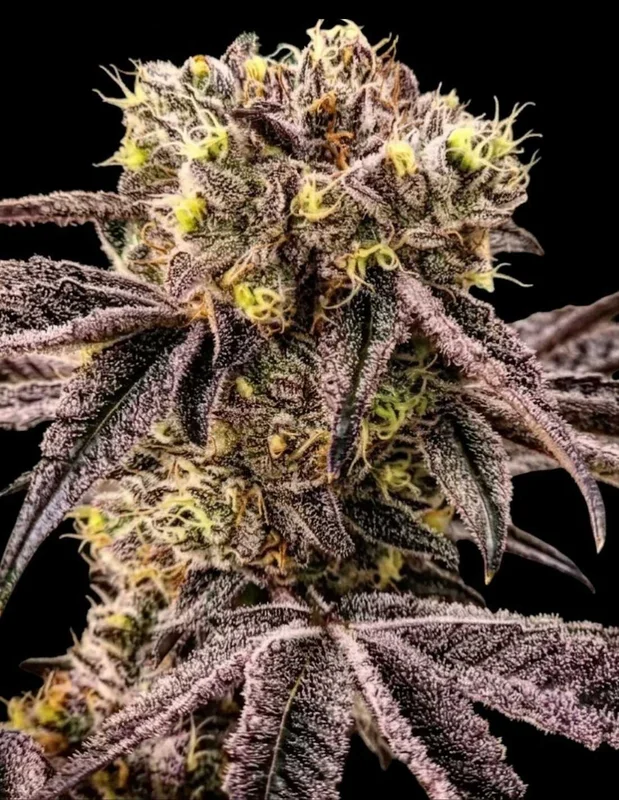 M.C. Nuggets R1 van ETHOS Genetics