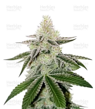 Chama! R1 van ETHOS Genetics