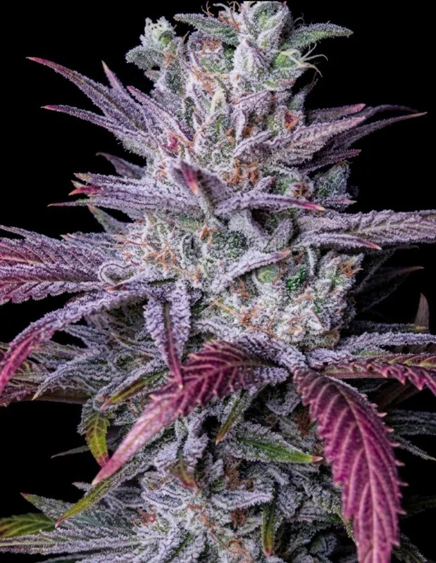 Early Lemon Berry RBX van ETHOS Genetics
