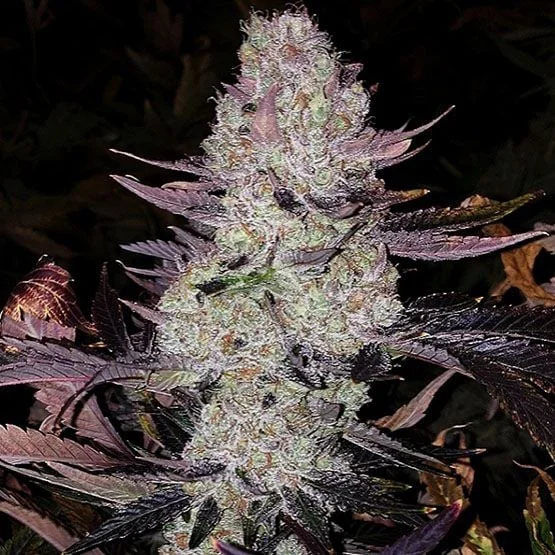 Grape Diamonds R2 van ETHOS Genetics
