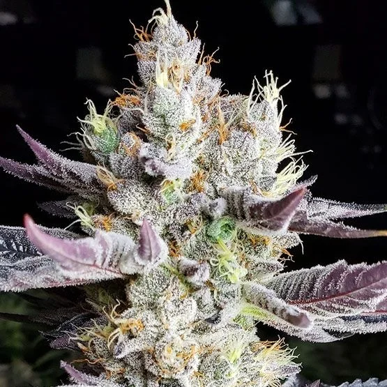 BooBerry Cookies RBX van ETHOS Genetics