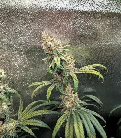 MAC N' Jack R1 van ETHOS Genetics