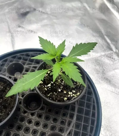 Pineapple Runtz van ETHOS Genetics