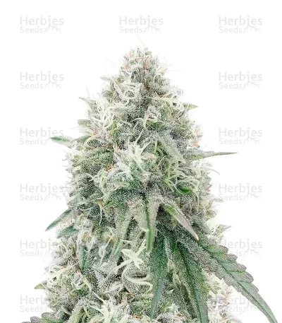 MAC N' Jack R1 van ETHOS Genetics