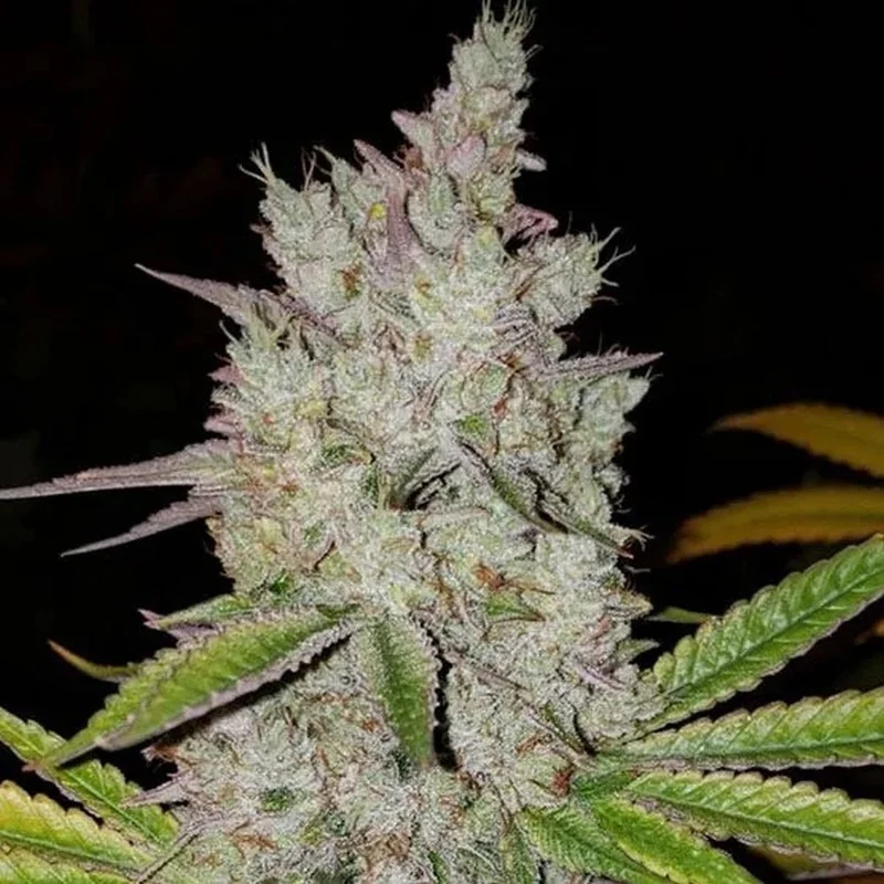 Lilac Diesel RBX2 van ETHOS Genetics