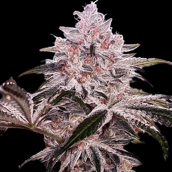 Ethos Apex R1 van ETHOS Genetics