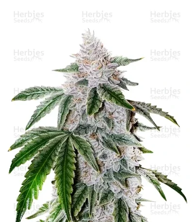 Atomic Leisure R1 van ETHOS Genetics