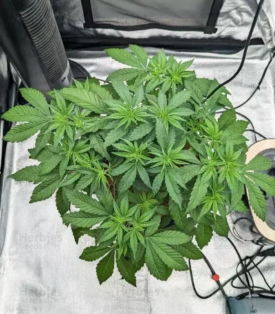 MAC N' Jack R1 van ETHOS Genetics