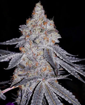 Banana Daddy R1 van ETHOS Genetics