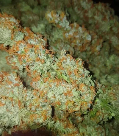 Bubble Gummy van ETHOS Genetics