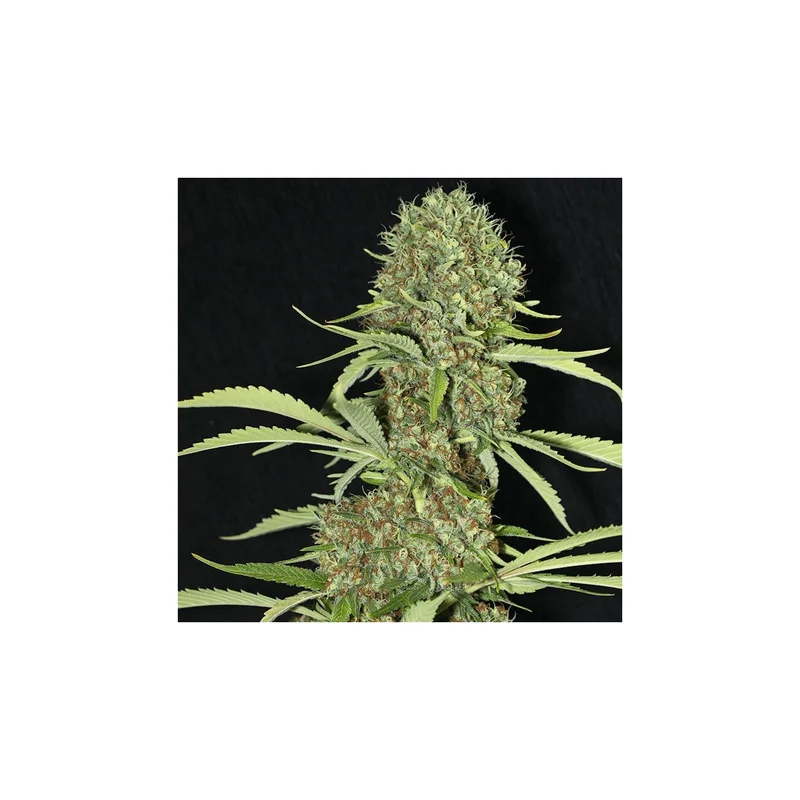 Jamaican Dream van Eva Seeds