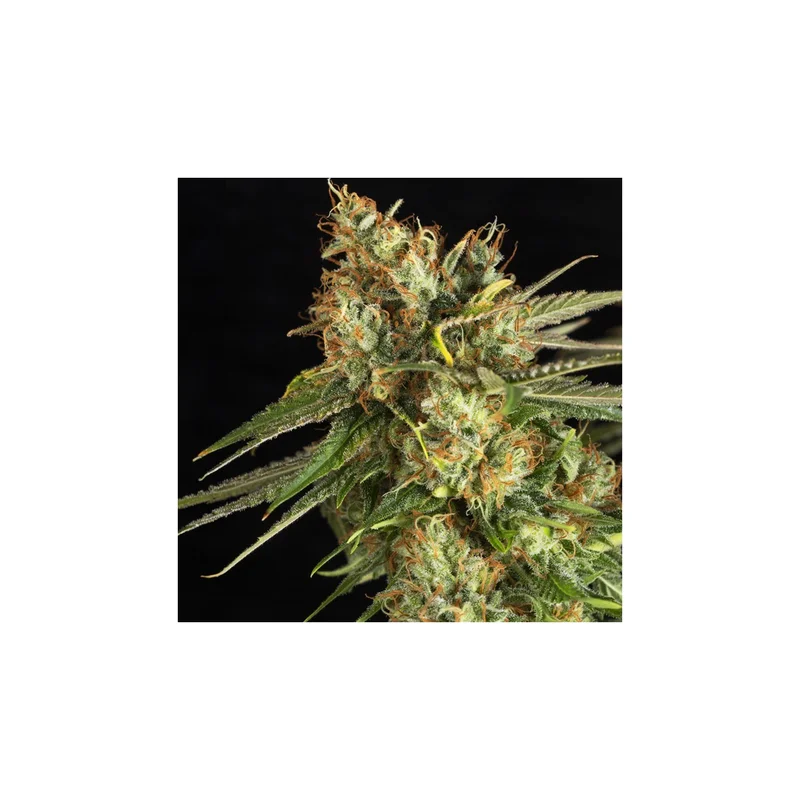 Lemon King van Eva Seeds