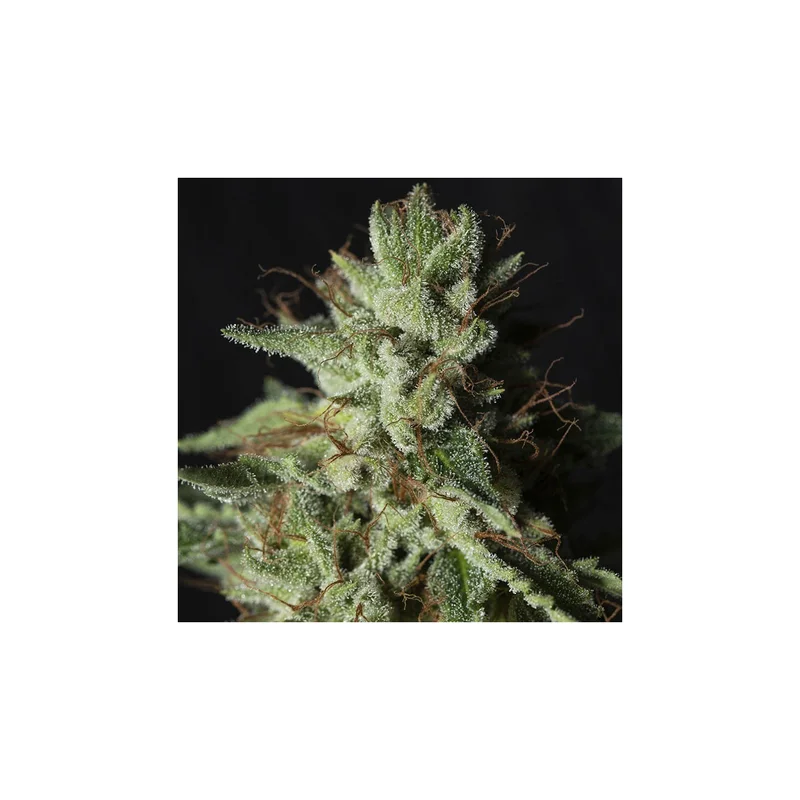 Gorilla Candy van Eva Seeds