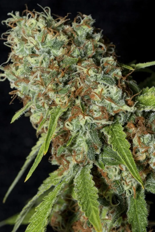 Jamaican Dream CBD van Eva Seeds