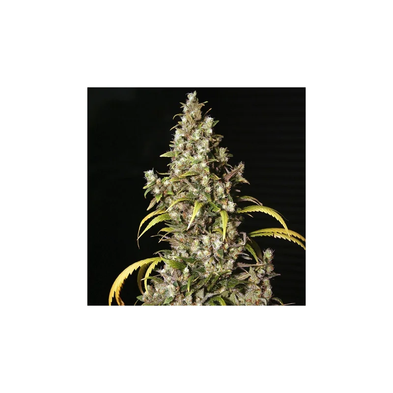 Monster van Eva Seeds