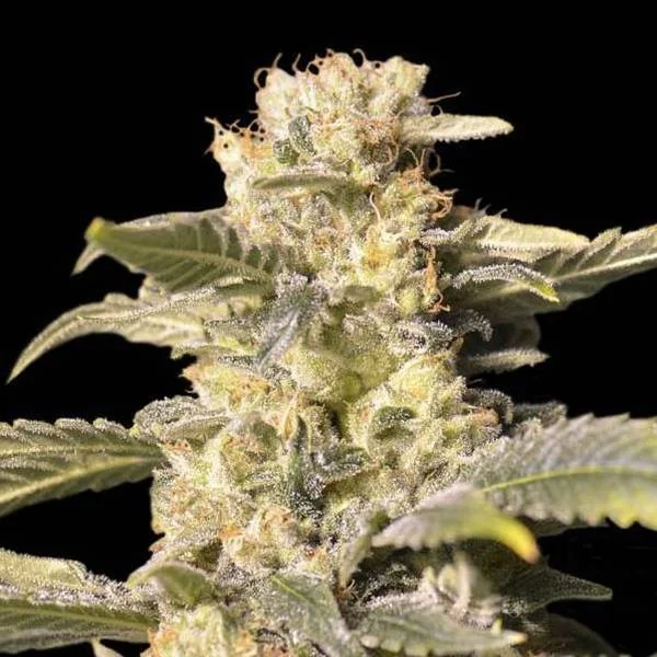 TNT Kush CBD van Eva Seeds