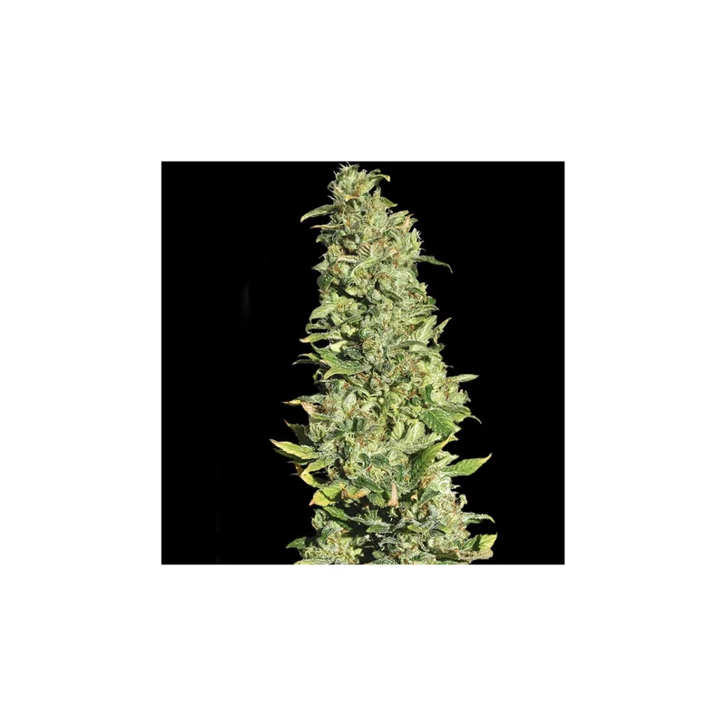 High Level van Eva Seeds