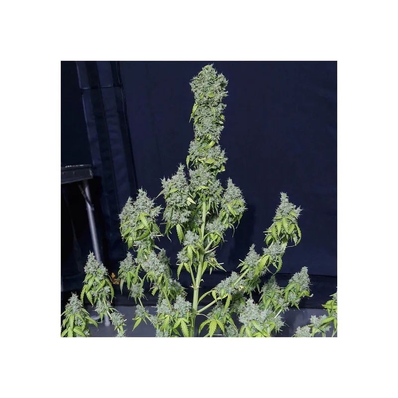 Magic Tree van Eva Seeds
