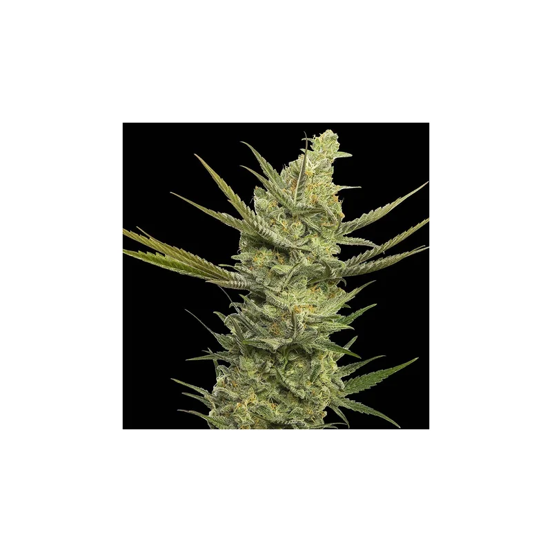 Gipsy Haze van Eva Seeds