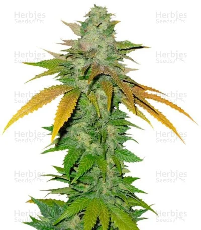 TNT Kush van Eva Seeds