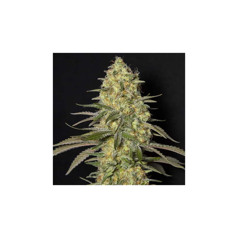 Black Dream van Eva Seeds