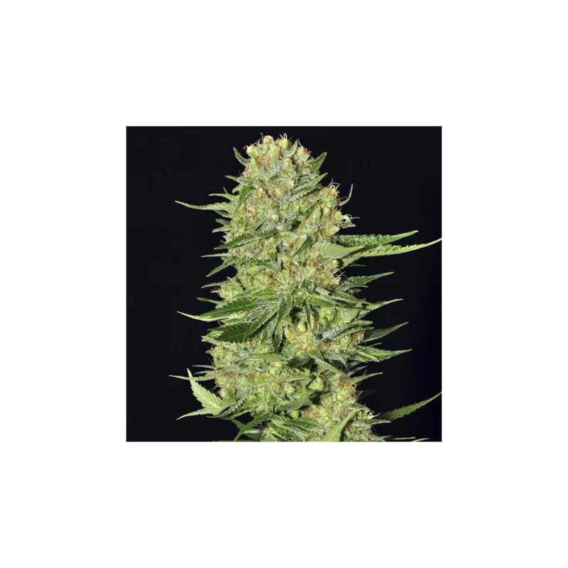 Veneno van Eva Seeds