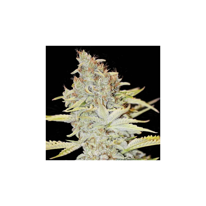 Furious Candy van Eva Seeds