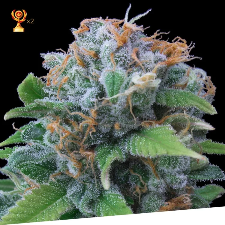 Limon Haze van Exclusive Seeds Bank
