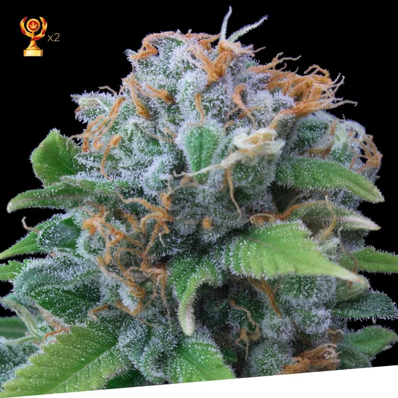 Limon Haze van Exclusive Seeds Bank