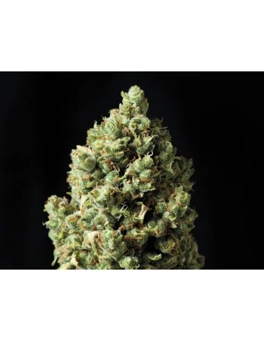 Critical van Exclusive Seeds Bank