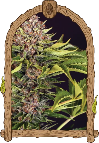 ZZZ... van Exotic Seed