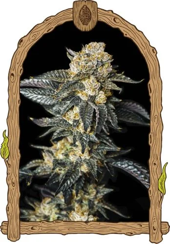 Zkittaberry van Exotic Seed