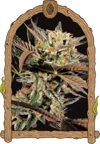 Amnesia #7 van Exotic Seed