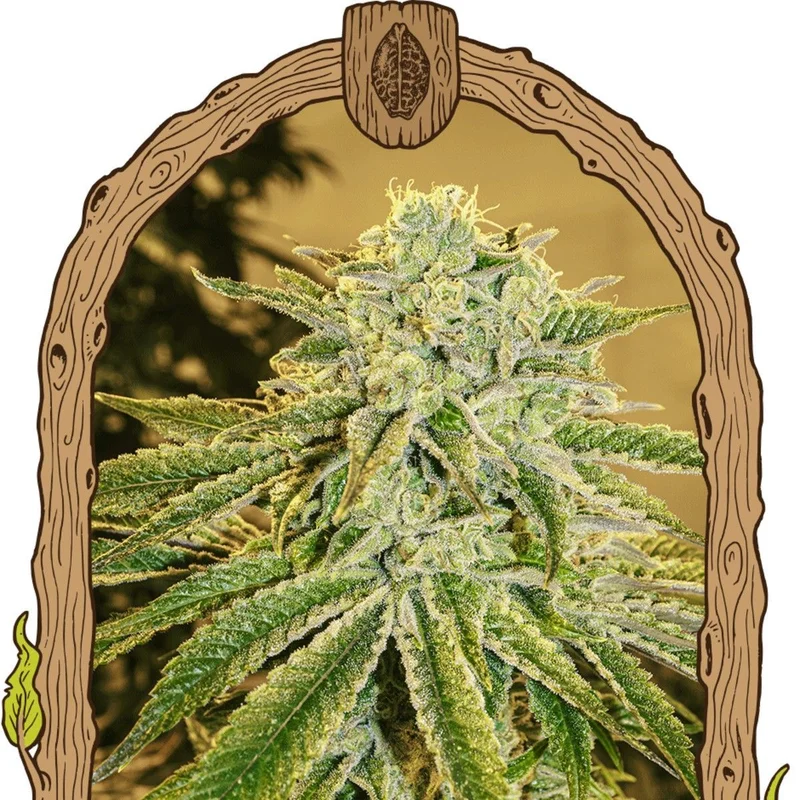 White Banana van Exotic Seed