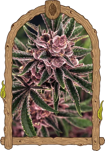 Tropical Fuel van Exotic Seed