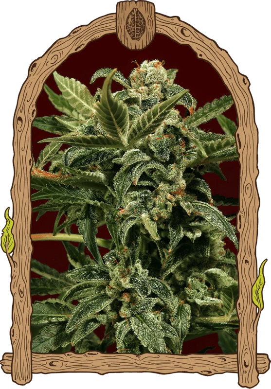 Russian van Exotic Seed